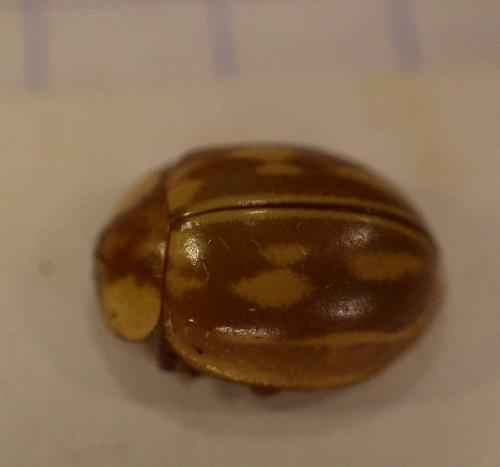 Myzia oblongoguttata